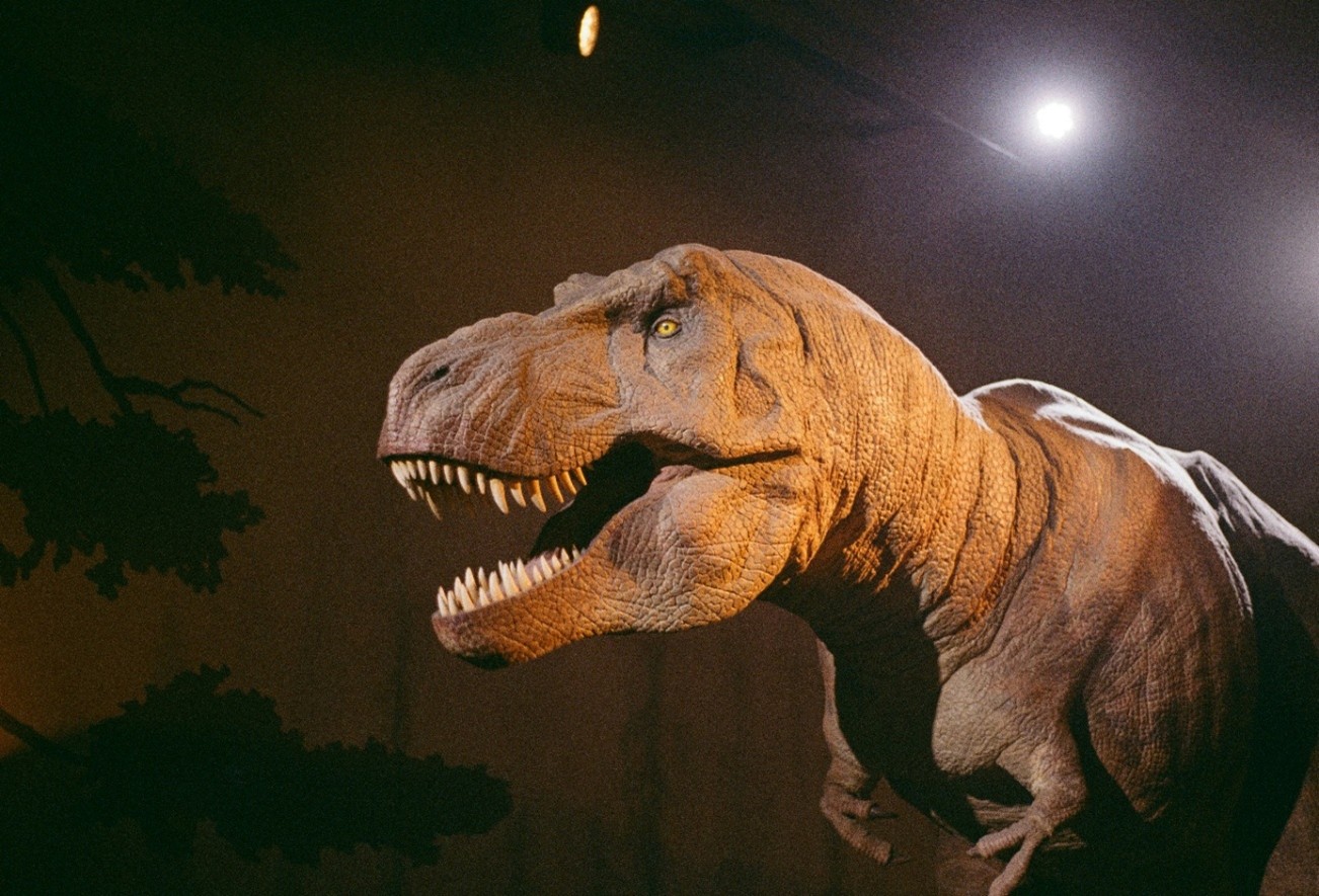 Nicely illuminated animatronic tyrannosaurus in a television studio.